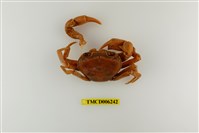 藏品(拉氏清溪蟹)的圖片